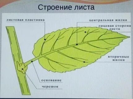 Параграф 12 внешнее и внутреннее строение листа