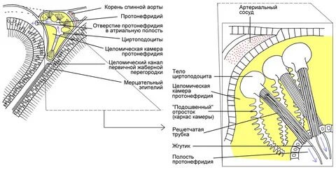 Полость протонефридия