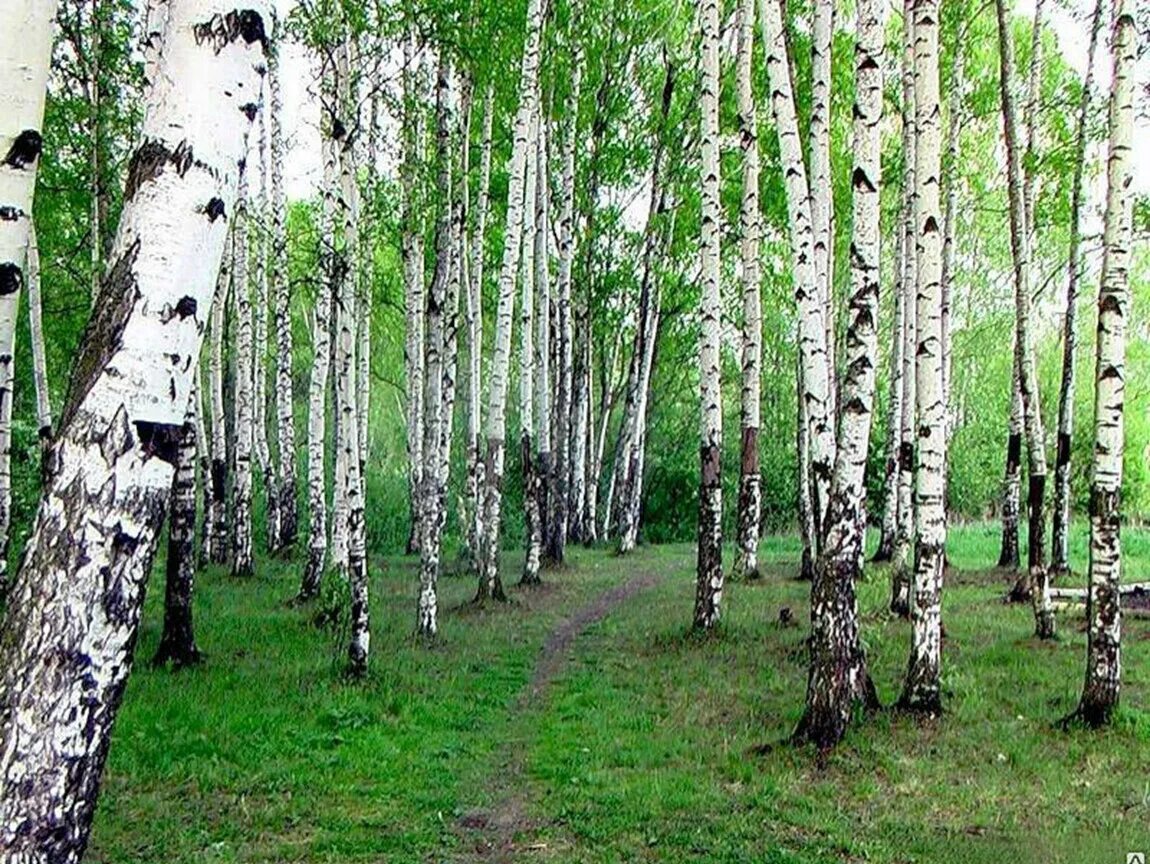 7 берез. Березовая роща калужская область. хатыҥ чараҥ. березовая роща бишкек. яранская березовая роща.
