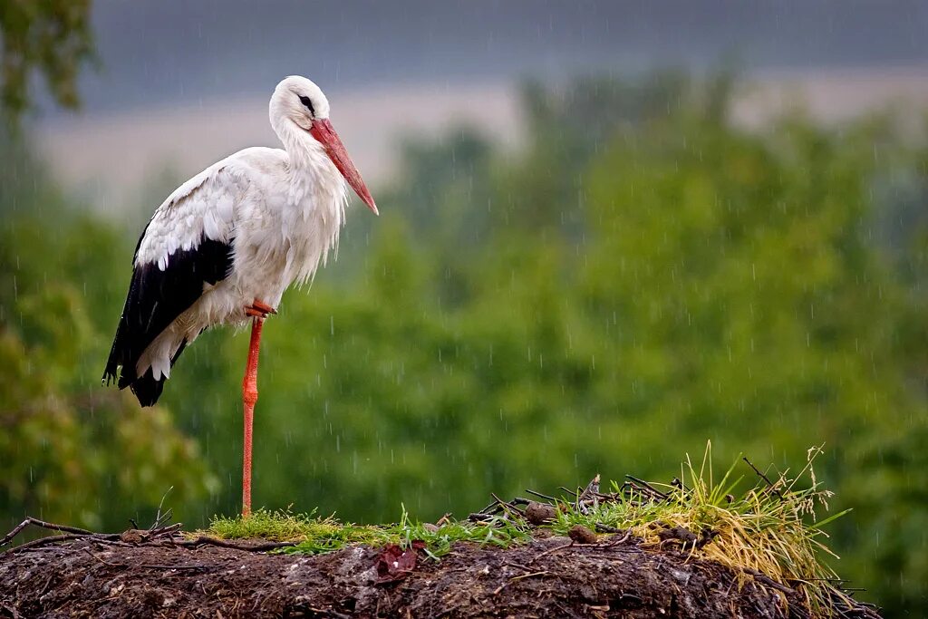 Журавль в воде. Аист спит. Японские журавли. Стерхи якутии кыталык. Журавль-красавка брачные танцы.