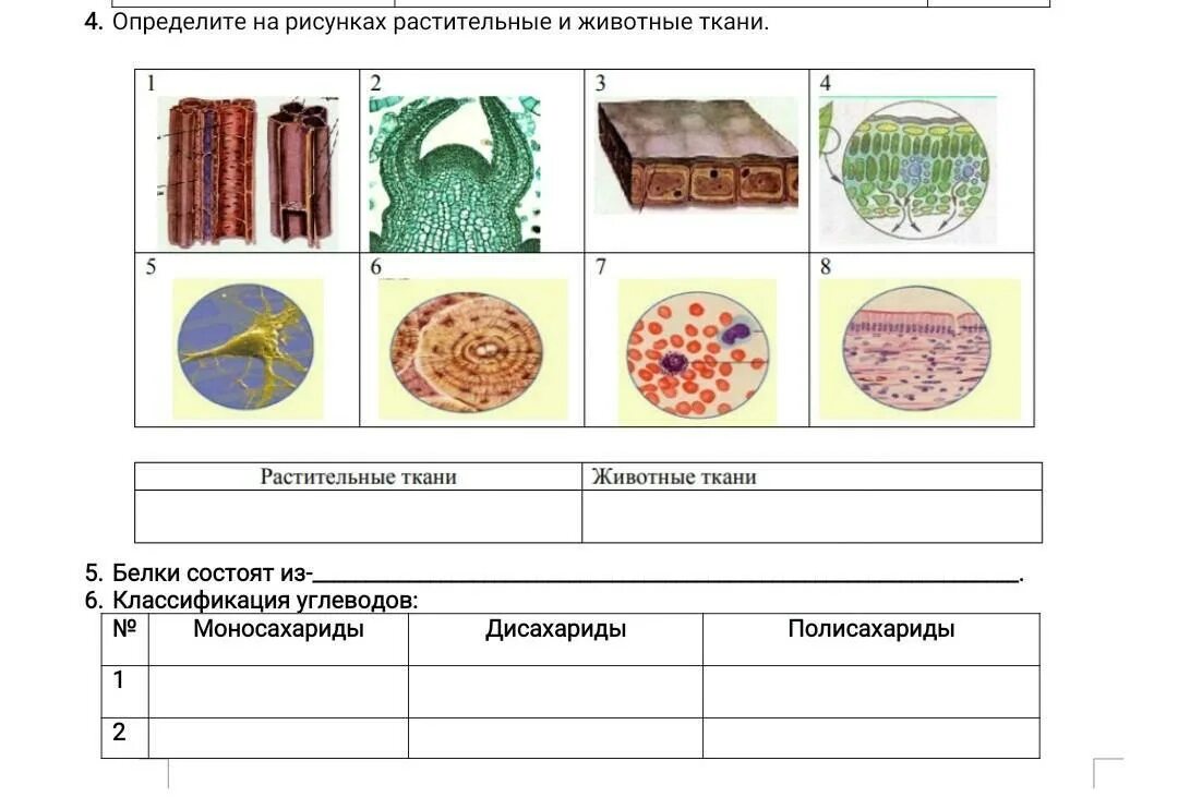 Тест ткани 6 класс биология. Растительные и животные ткани 5 класс биология. Биология 5 класс ткани животных и ткани растений. Ткани растений и животных 5 класс биология. Ткани растений и животных 10 класс биология.