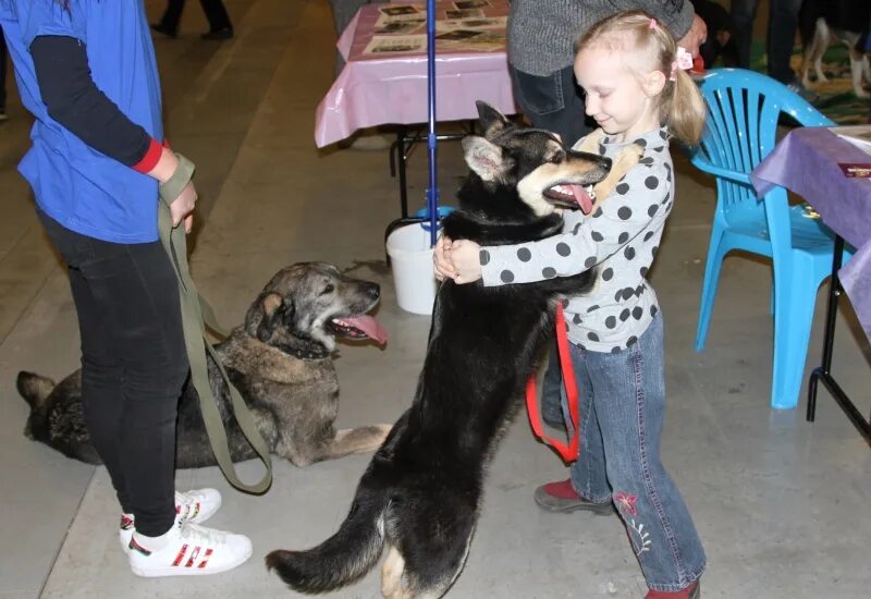 Петербург выставки животных. Выставочные животные. Выставка зоопалитра. Выставка животных. Выставка кошек и собак.