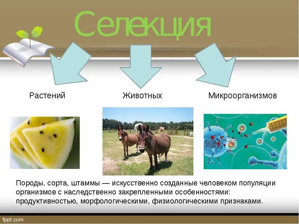 Наука о методах создания новых сортов