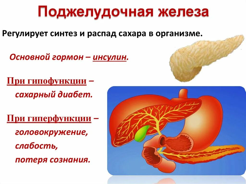 Воспаление печень поджелудочная железа. Железы поджелудочной железы. Поджелудочная железа симптомы заболевания. Поджелудочная железа изображение. Панкреатит поджелудочной железы.