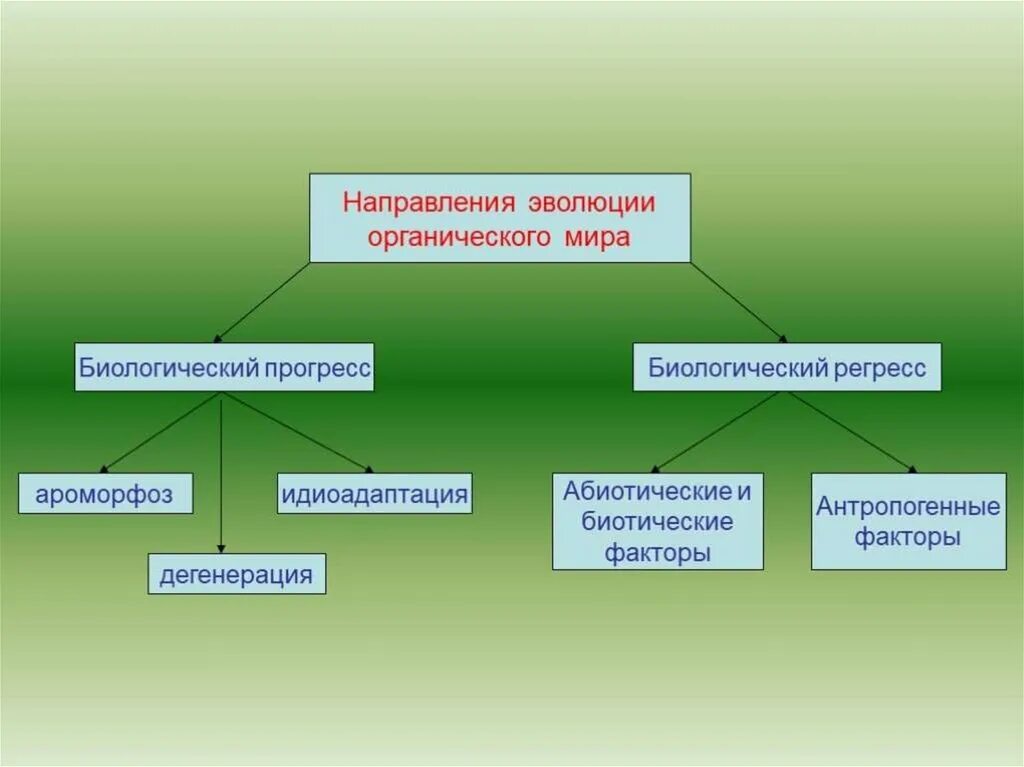 Направление эволюционного развития. Главные направления эволюции биологический Прогресс.