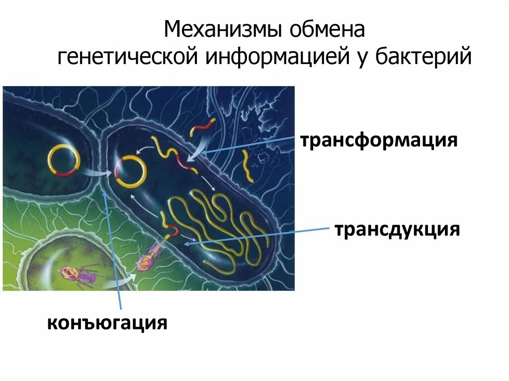 Трансформация трансдукция конъюгация. Трансформация трансдукция конъюгация у бактерий. Конъюгация бактерий. Обмен генетической информацией у бактерий. Наследственная информация у бактерий