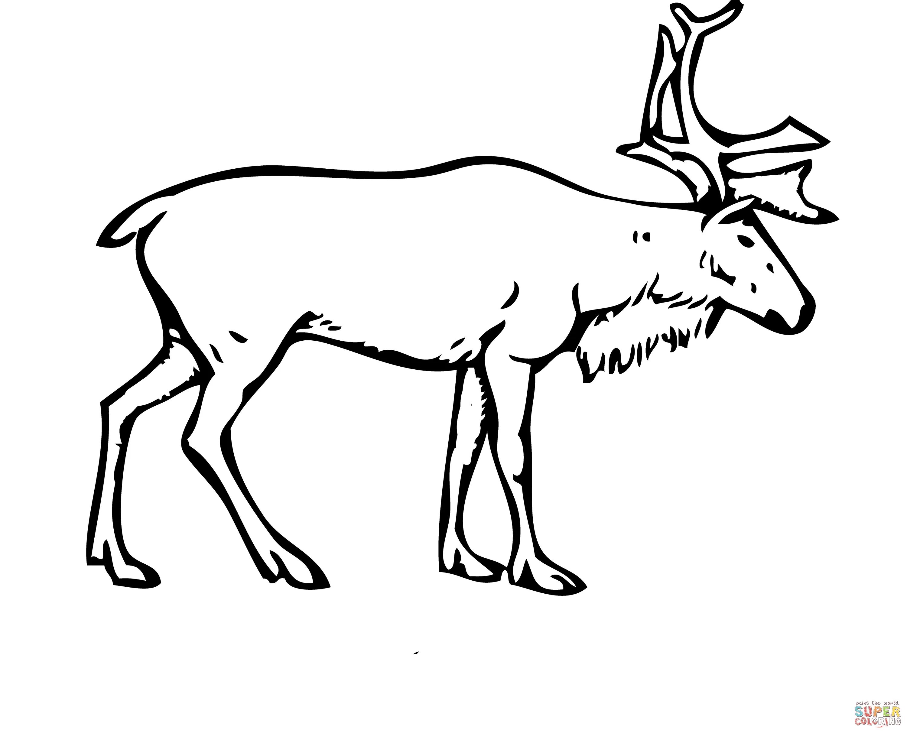Pin by ColoringsWorld.com on Deer Coloring Pages Deer coloring pages, Coloring p