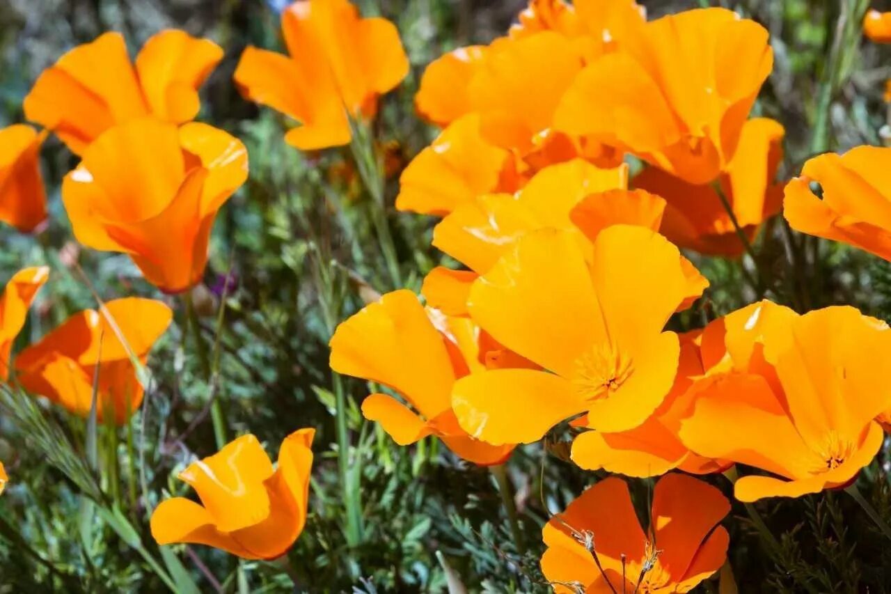 Цветы оранжевого цвета названия и фото. Эшшольция дернистая. Eschscholzia californica эшшольция Калифорнийская. Калифорнийский Мак (эшшольция). Эшшольция Микадо Калифорнийская.