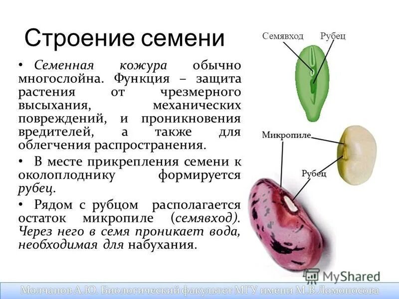 Какая функция семенной кожуры. Какая функция семенной кожуры