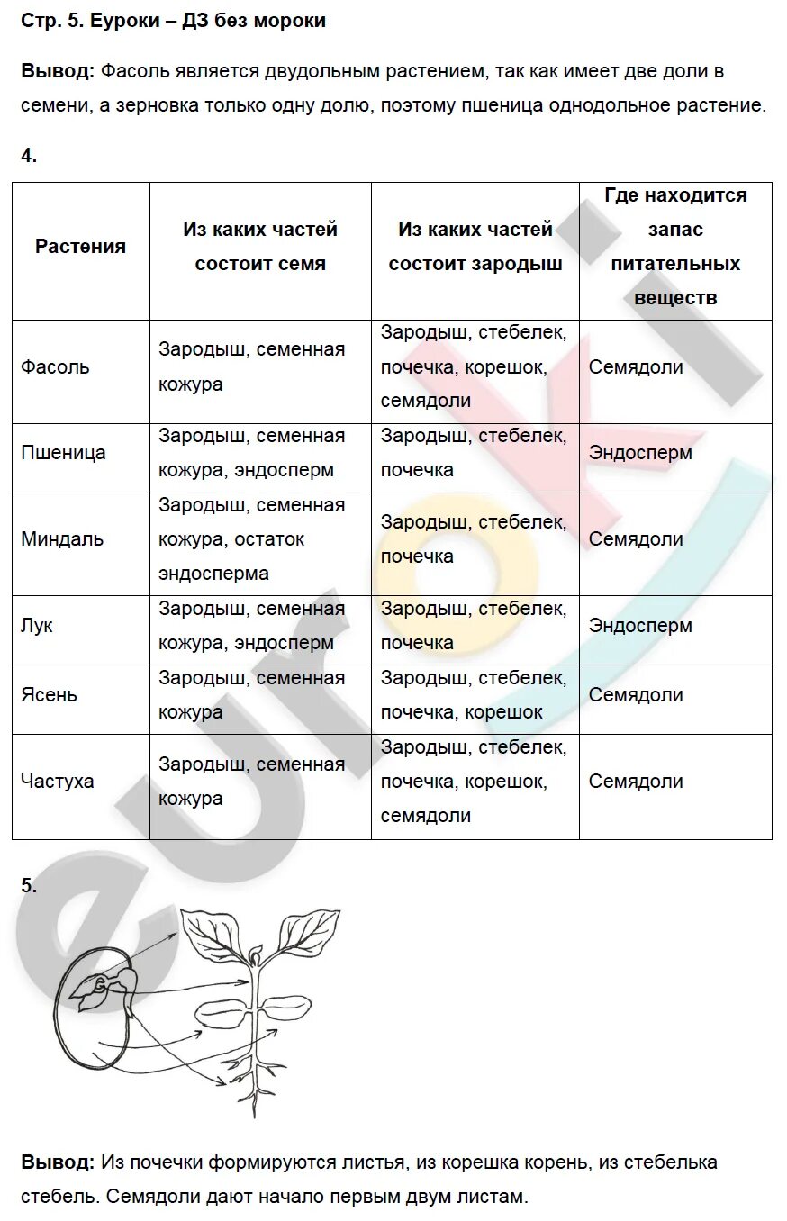 Биология 20 параграф 6 класс краткое содержание. Биология 6 класс Пасечник параграф 23 таблица.