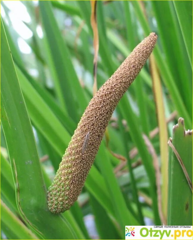 АИР обыкновенный - Acorus Calamus. АИР болотный (Acorus Calamus). АИР обыкновенный цветение. АИР болотный соцветие. Покажи аир