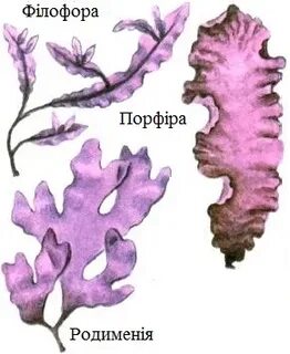 Рассмотрите изображения растений филлофора