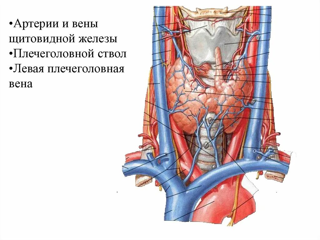 Плечеголовной ствол Вена. Плечеголовные вены анатомия. Левая плечеголовная Вена топография. Верхняя щитовидная артерия анатомия. Артерии щитовидной железы