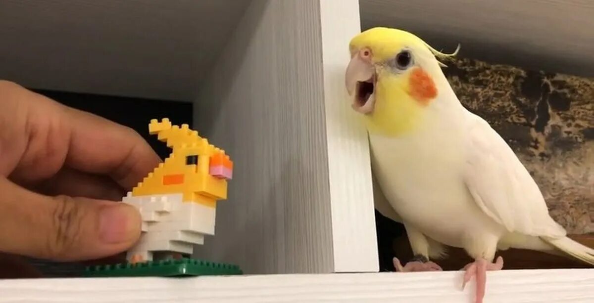 Alex the honking bird игра. Попугай от блоп топ. Попугай с ума сходит. Попугай сходит с ума. Попугай с ума сходит.