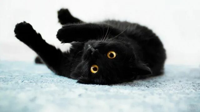 Green Eyes for Black Cats Cat with blue eyes, Cats, Black cat