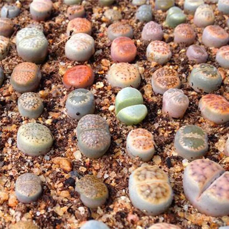 Живые камни семена. Суккулент Литопс Lithops fulviceps c-170. Lithops hookeri v. elephina. Литопс Аукамп красный. Lithops Mix.