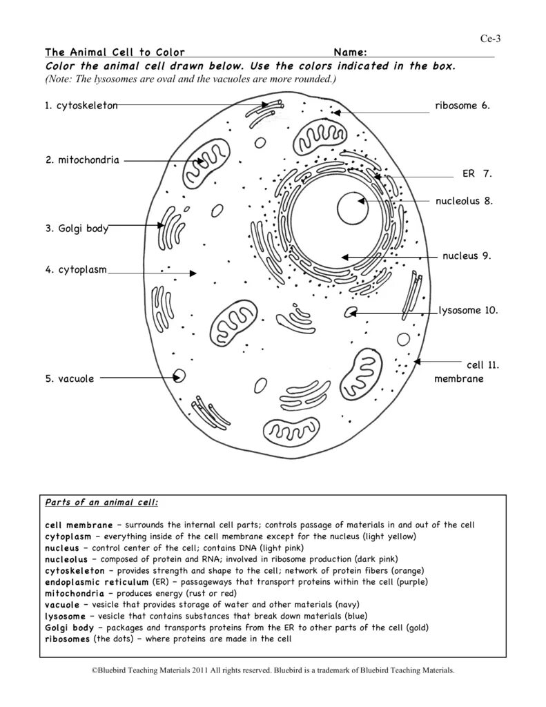 Cell color. Animal cell. animal cell structure. animal cell coloring русский. модель клетки.