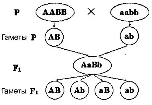 Гамет генотипа aabbcc. 3 Закон Менделя схема. Третий закон Менделя схема скрещивания. 3 Закон Грегора Менделя схема. Три закона Менделя схемы.