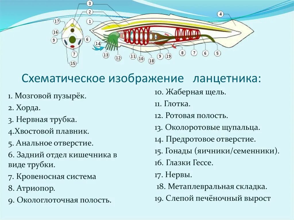 Тест рыбы 7 класс биология с ответами. Общая характеристика ланцетника 7 класс биология кратко. Презентация по биологии 7 класс Тип Хордовые Бесчерепные ланцетник. Общая характеристика хордовых ланцетник 7 класс биология. Общая характеристика ланцетника 7 класс кратко.