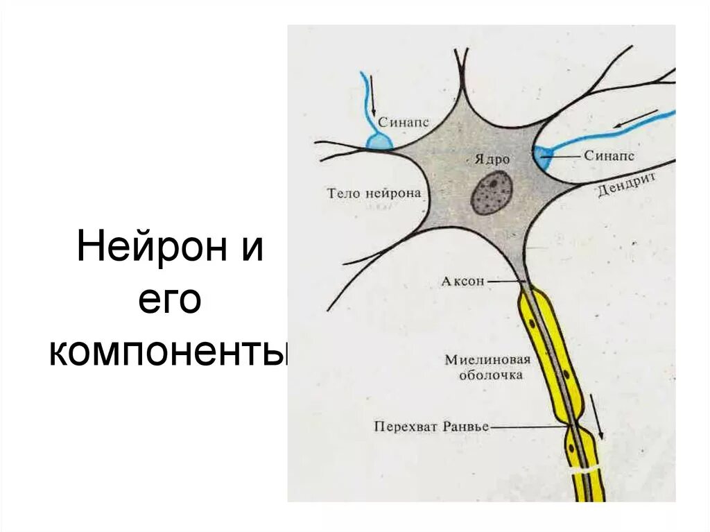 Нейрон ижевск. Строение нейрона физиология. структура нейрона физиология. структурные элементы нервной клетки. структурные элементы нейрона.