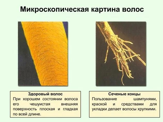 Поврежденная структура волос. Структура здорового волоса. Строение поврежденного волоса. Волос под микроскопом.