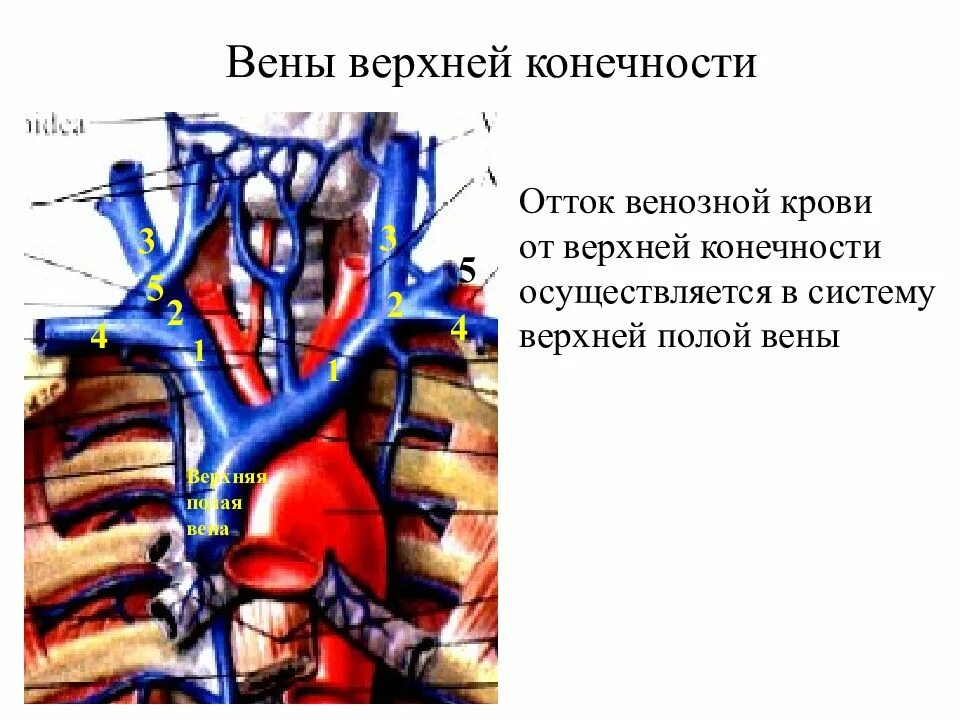 Две верхние полые вены. Внутренняя яремная Вена,наружная яремная Вена,подключичная Вена. Подключичная Вена анатомия схема. Верхняя полая Вена плечеголовные вены. Плечеголовная Вена анатомия.