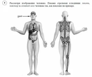 Покажи туловище