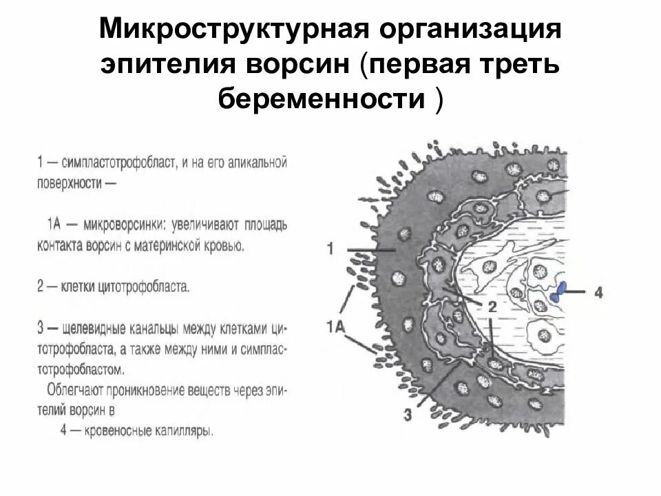 Желточный мешок гистология. Эпителий желточного мешка. эпителий энтодермального типа. желточный мешок.