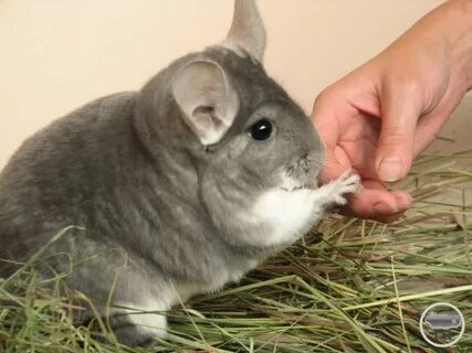 Что делает шиншилла