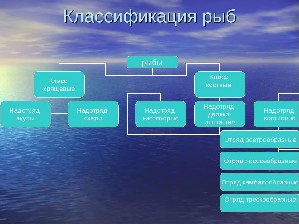 Какому классу относятся представленные в таблице рыбы