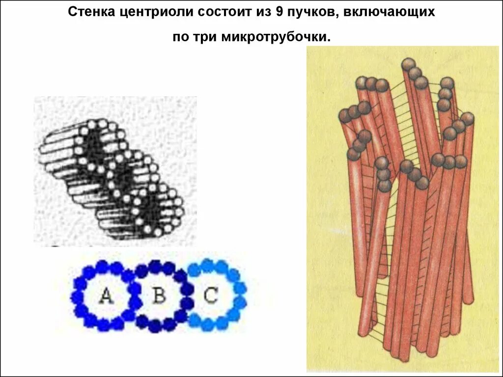 Состоит из пучков. Центриоли и микротрубочки. центриоли состоят из. стенка центриолей состоит из. микротрубочки в клетке рисунок.
