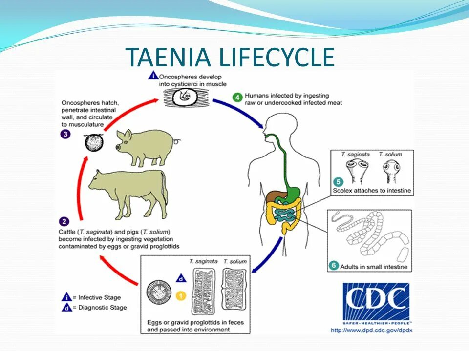 Способ заражения человека печеночным сосальщиком. Жизненный цикл бычьего и свиного цепня. Taenia saginata жизненный цикл. Life Cycle Taenia solium CDC.