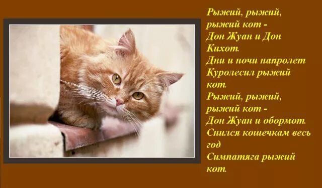 Рифма котик