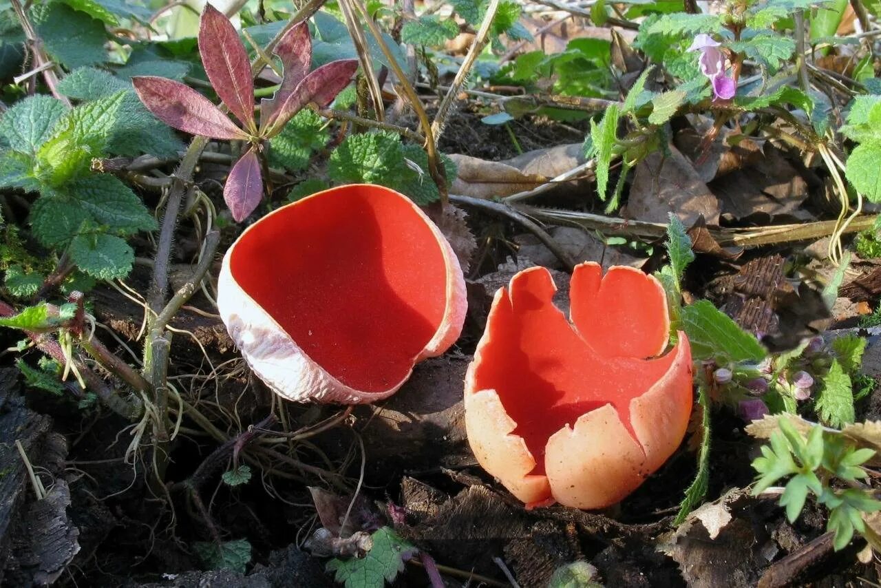 Саркосцифа гриб съедобен. Грибы аскомицеты peziza. Сморчок съедобный (morchella esculenta). Саркосцифа съедобная. Соркасыха австрийская.