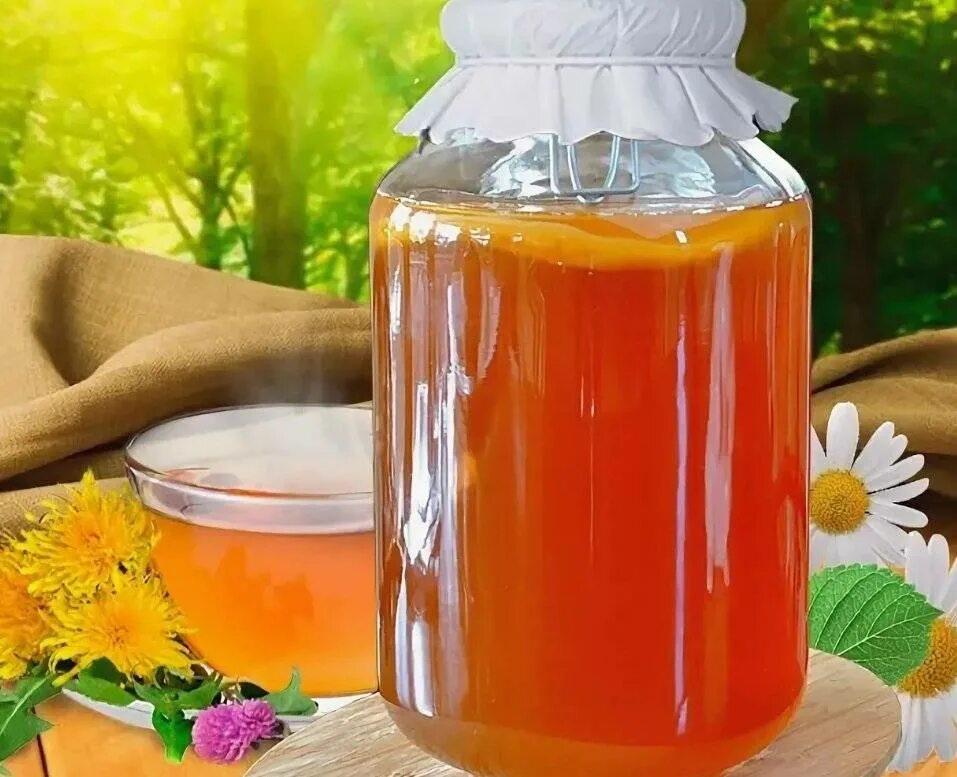 Чайный гриб - Комбуча. Напиток на чайном грибе Комбуча. Kombucha чайный гриб. Квас на чайном грибе.