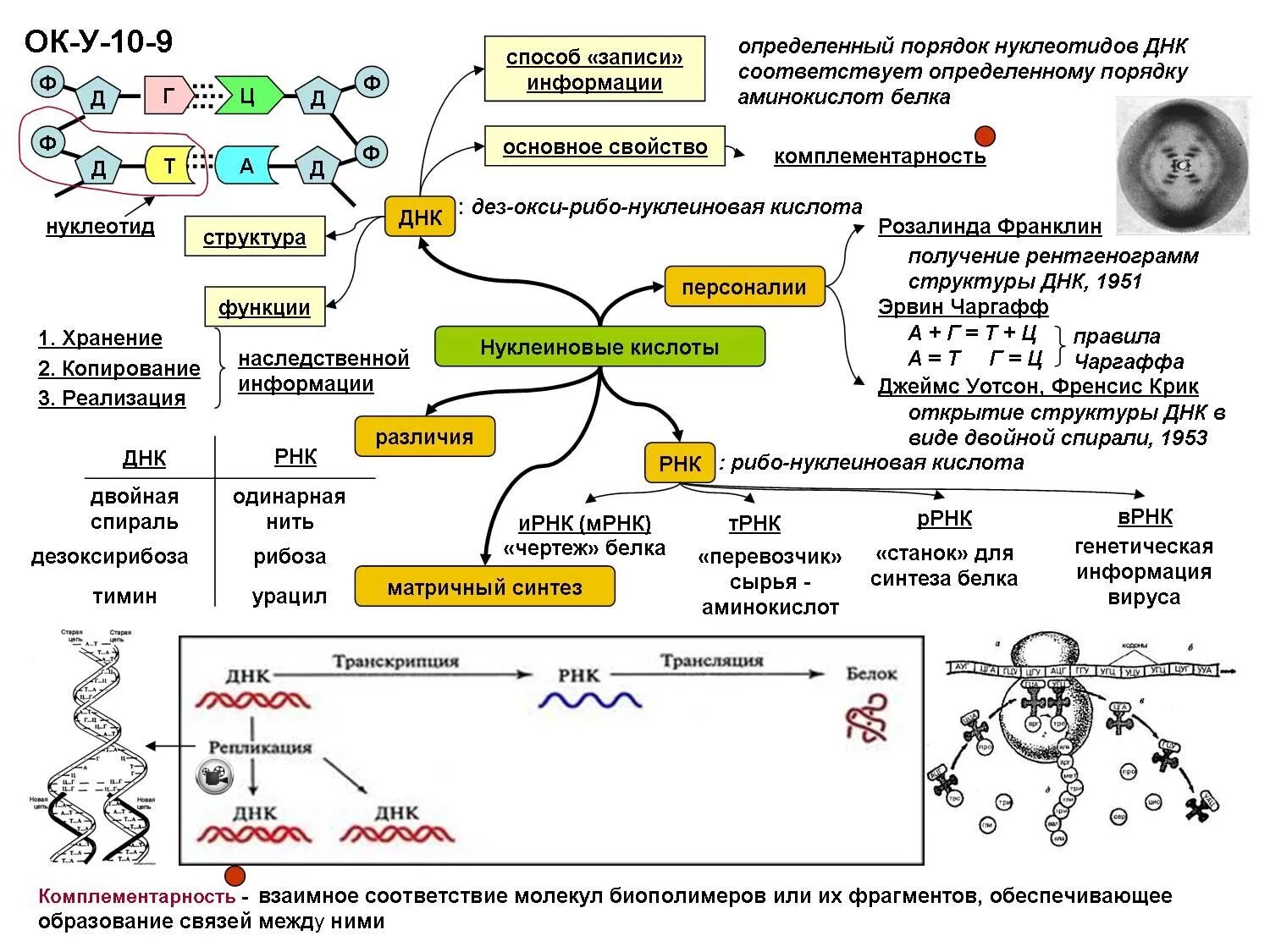 Ментальная карта нуклеиновые кислоты. Нуклеиновые кислоты опорный конспект. Нуклеиновые кислоты конспект-схема. Ментальная карта биосинтеза белка. Нуклеотид вируса