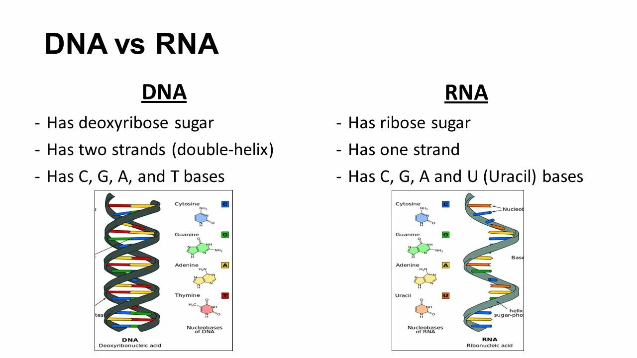 DNA vs RNA. ДНК И РНК. Dna2235 схема. RNA has Ribose.