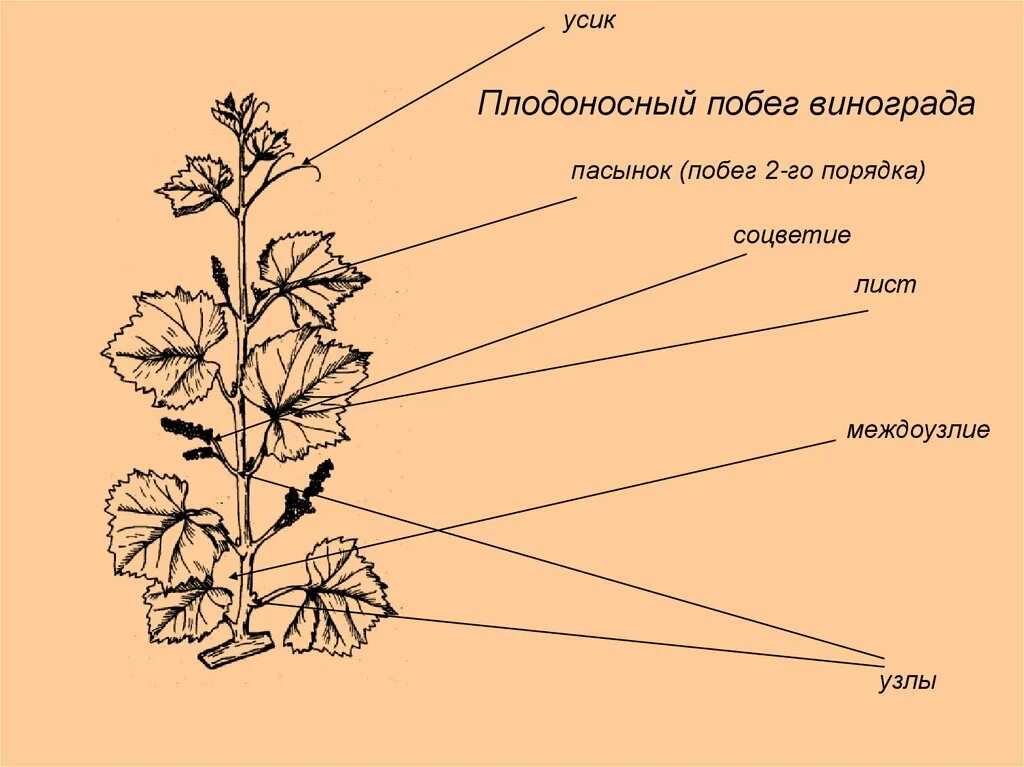 Строение виноградного побега. Строение усиков винограда. Строение побега герани схема. Строение побега винограда.