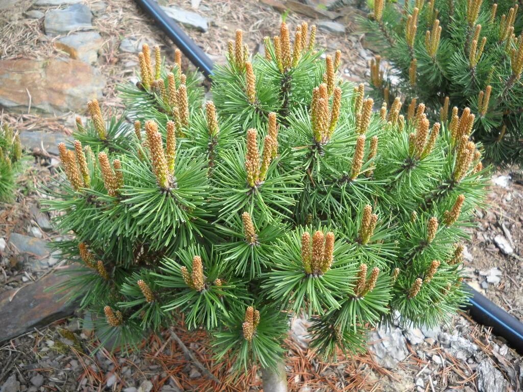 сосна веймутова пинус стробус. сосна густая. сосна горная краускопф. сосна веймутова минима. сосна обыкновенная табулиформис pinus sylvestris tabuliformis.