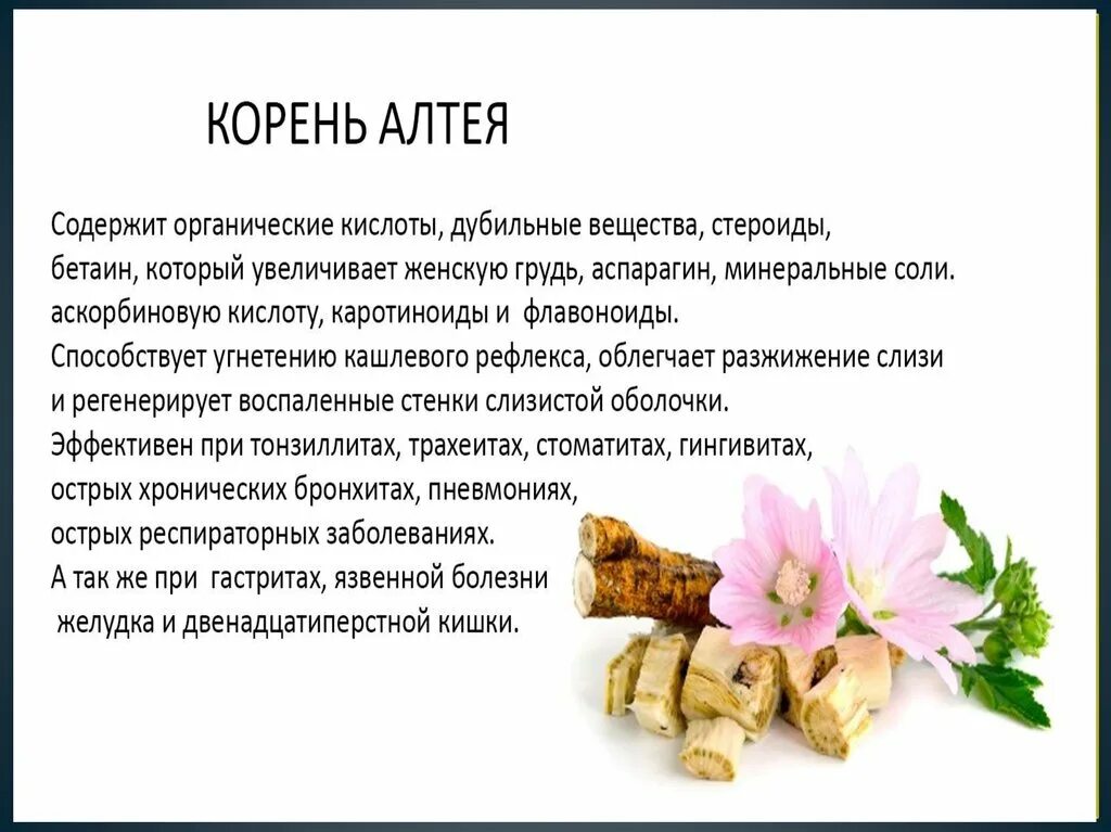 Корень Алтея. Корни Алтея лекарственного. Корень Алтея содержит. Корневища Алтея. Корень алтея отзывы