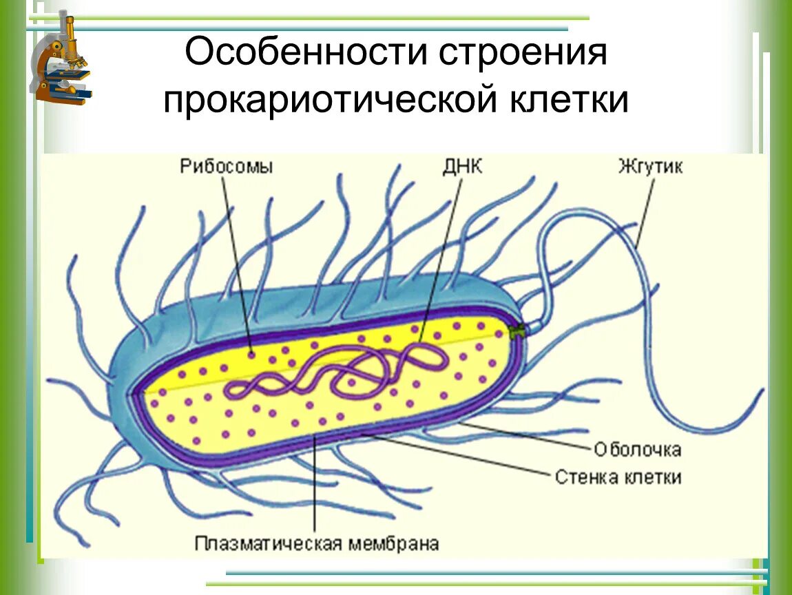 Человек прокариот