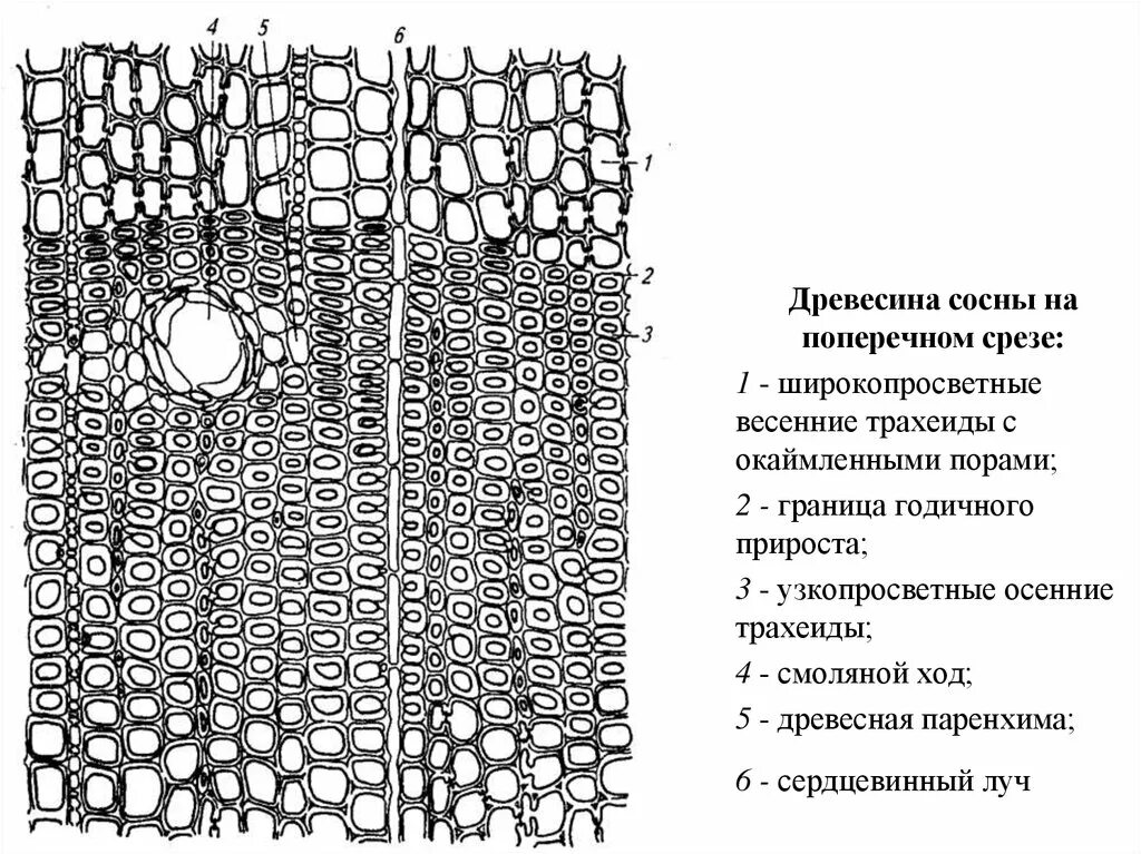 Ткань хвойных. Трахеиды поперечный срез. Тангентальный срез стебля сосны. Тангентальный срез древесины сосны. Строение поперечного среза ствола.