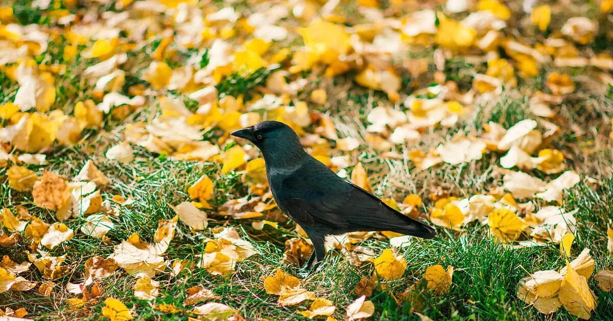 Autumn birds. Осенние птицы. Сорока и осенняя листва. Фото начало осени птицы. Осенние птицы Damion. Club.