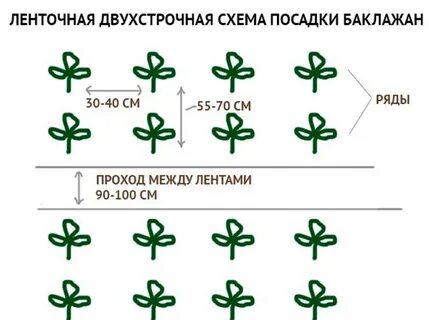 Посадка баклажан в теплицу рассадой расстояние