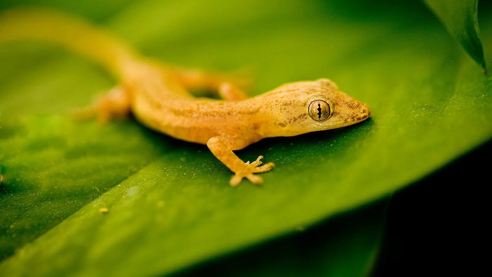 What Colors Do Leopard Geckos Come In? Leopard gecko, Gecko, Tangerine leopard g