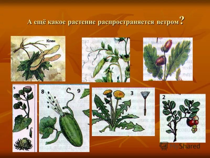 распространение плодов и семян с помощью животных. растения распространяющиеся человеком. способы распространения плодов 6 класс биология. распространение плодов и семян. распространение растений с помощью животных.