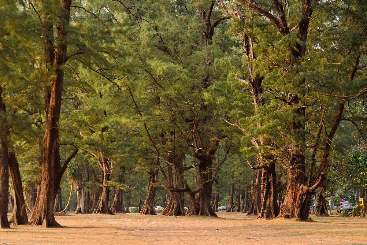 Национальный парк на пхукете. Sirinat national park. Национальный парк сиринат. Sirinat national park. Национальный парк сиринат.