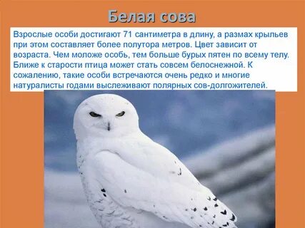 Где обитает полярный