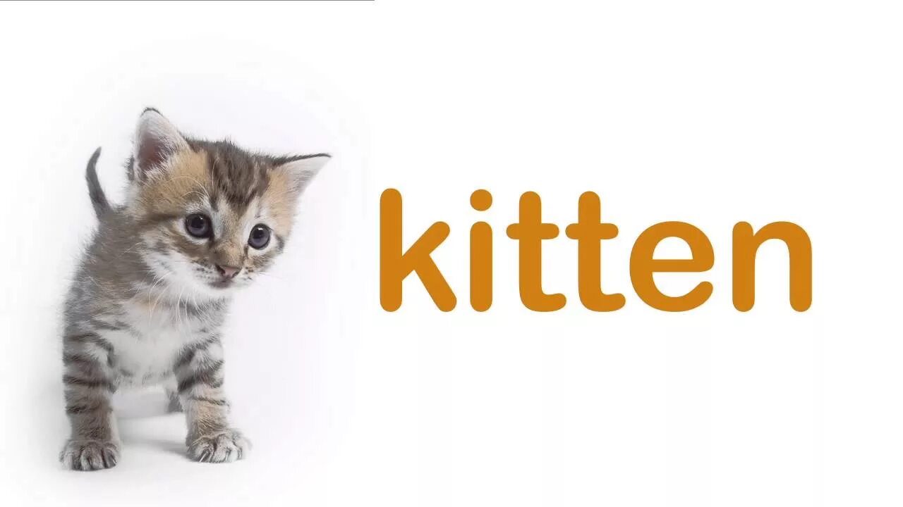 Kitten на русском языке