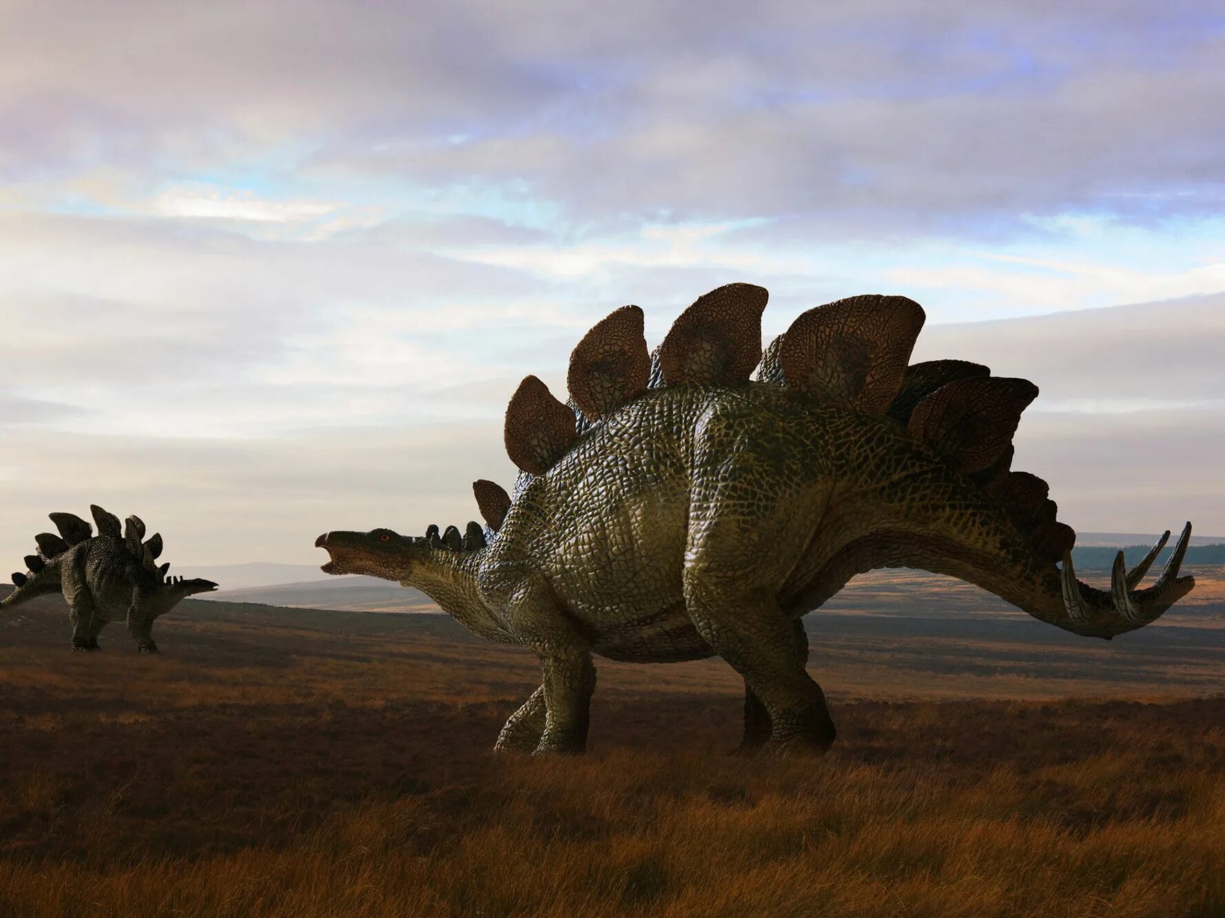 Стегозавры (инфраотряд). Стегозавр динозавр. Анкилозавры вымирание. Динозавры настоящие.